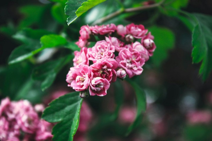 pink