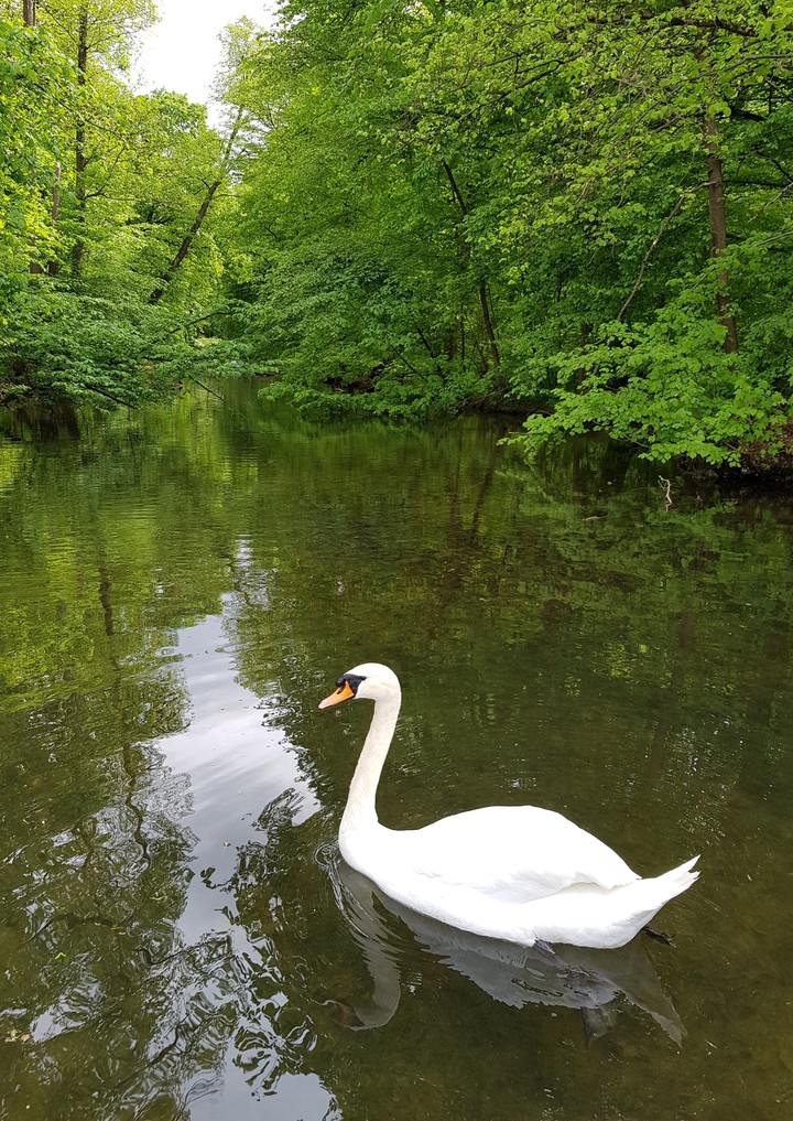 Swan