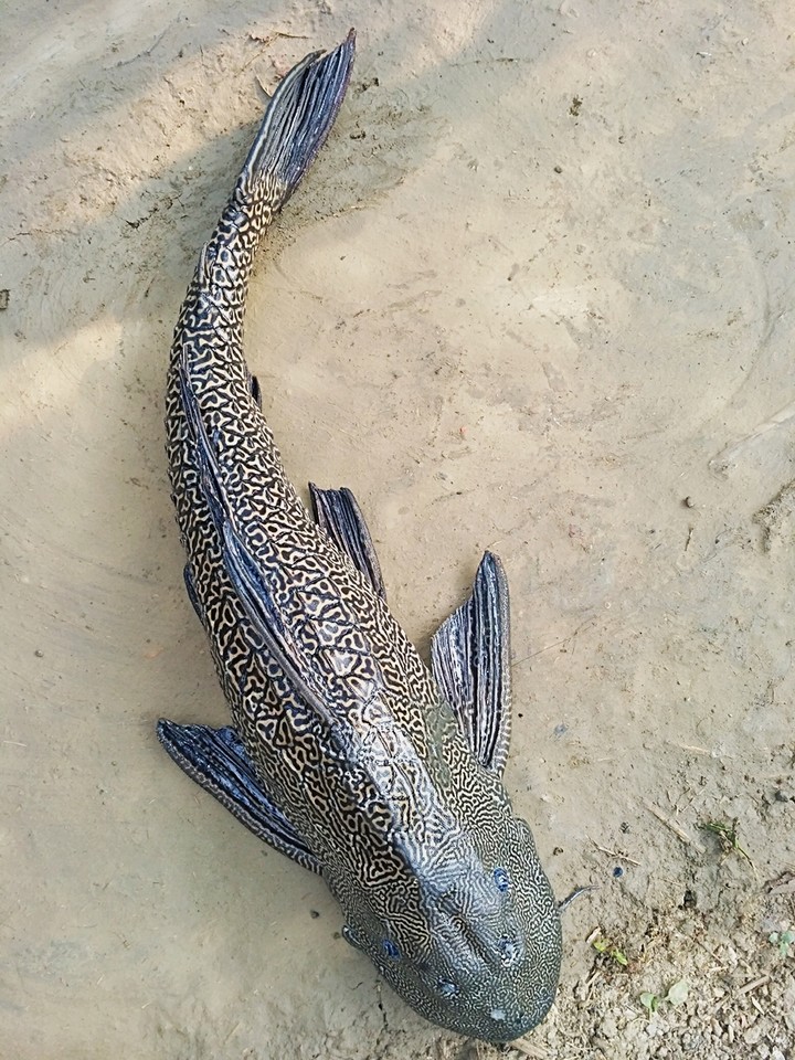 Crocodile Fish
