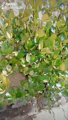 자연
