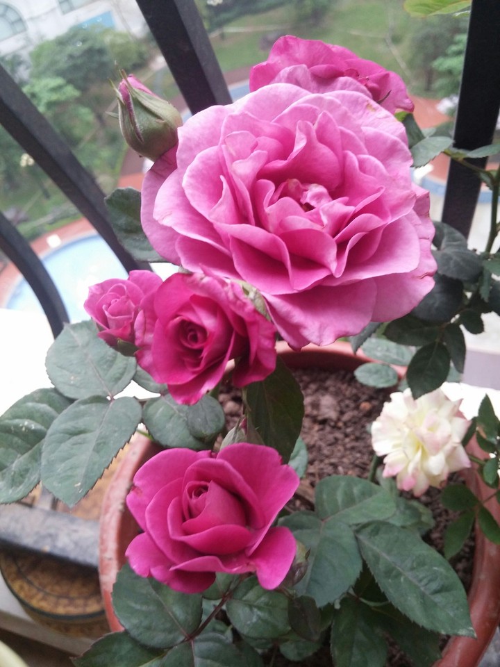 pinky roses