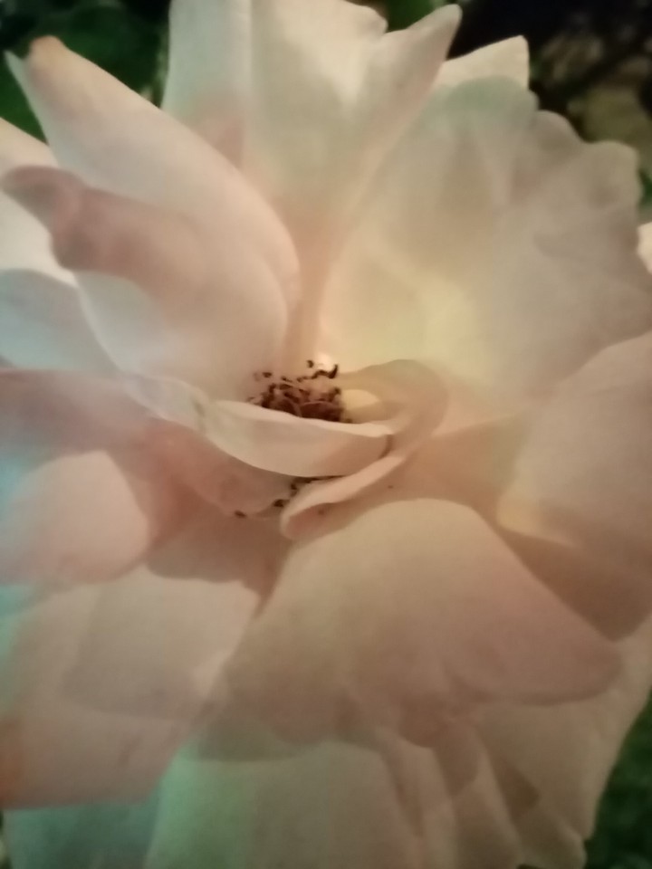 rose