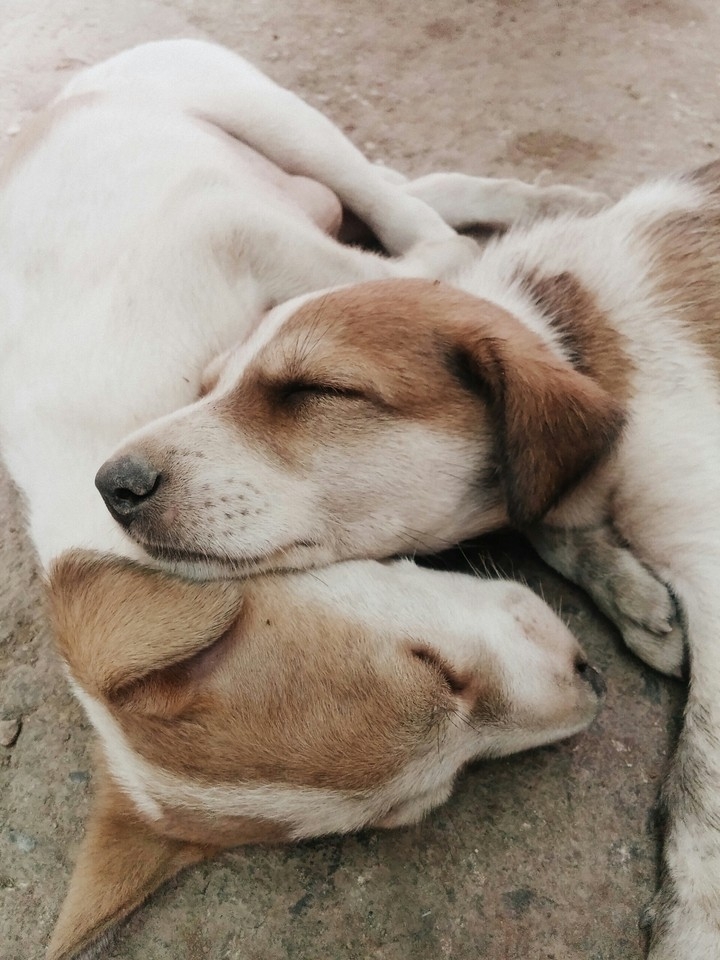 cute puppies♥