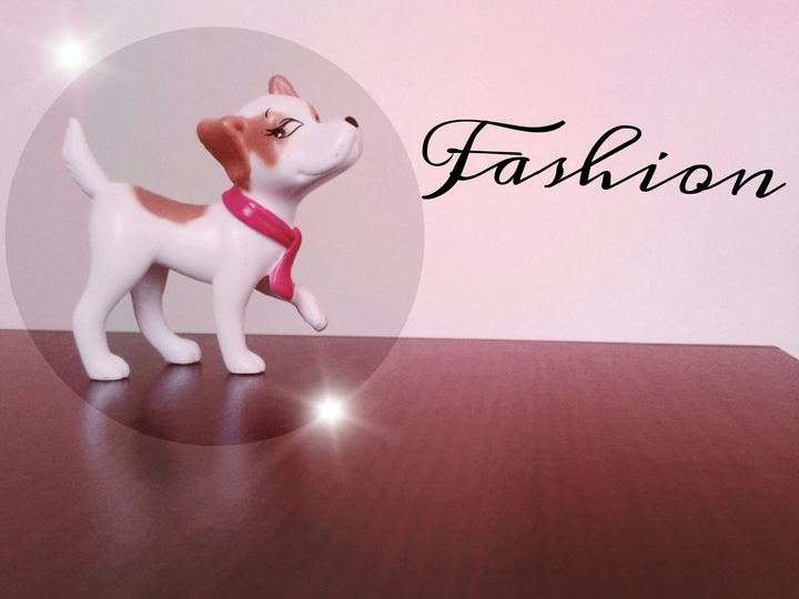 FASHION DOG