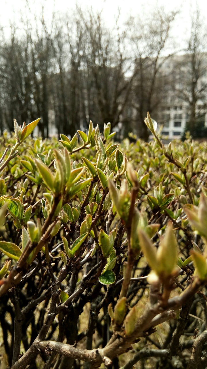 leaves on bushes spring day