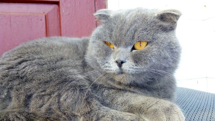 cat