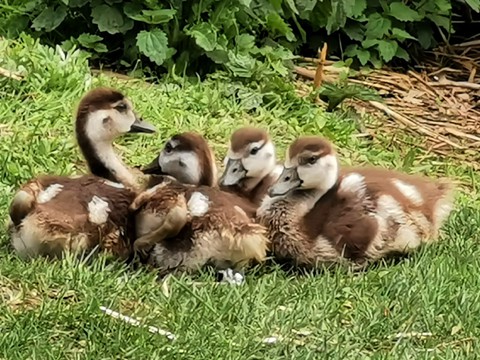 baby geese