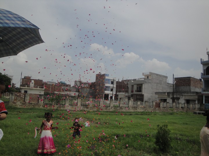 rose petals