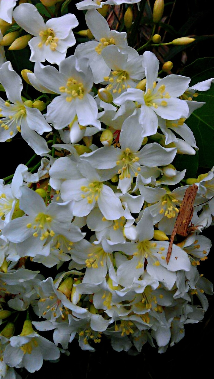 油桐花