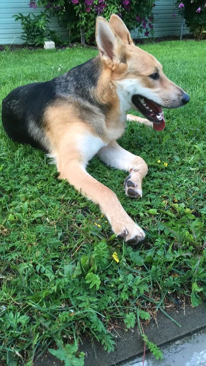 Bella