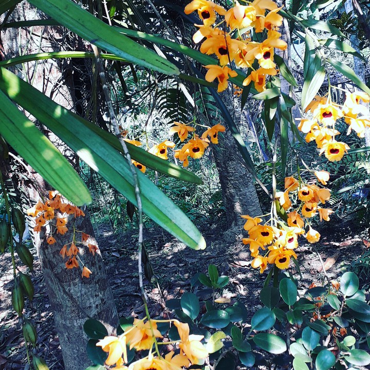wild orchid