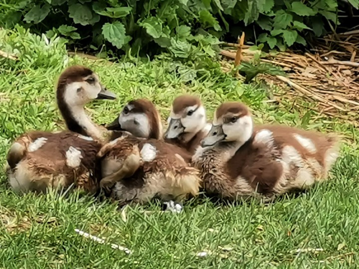baby geese