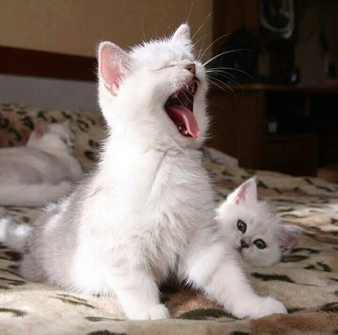 laughing cat
