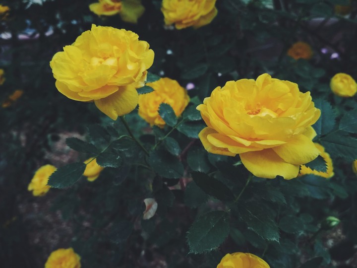 yellow flower