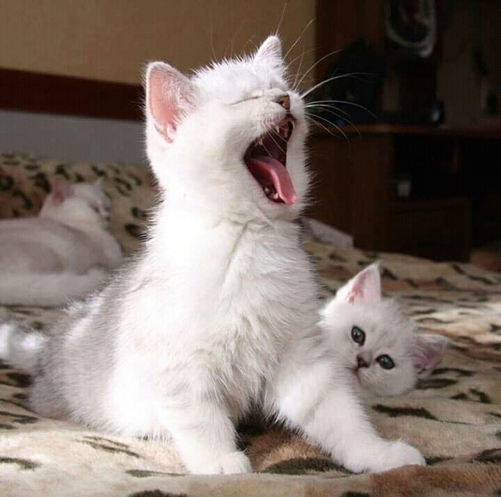 laughing cat