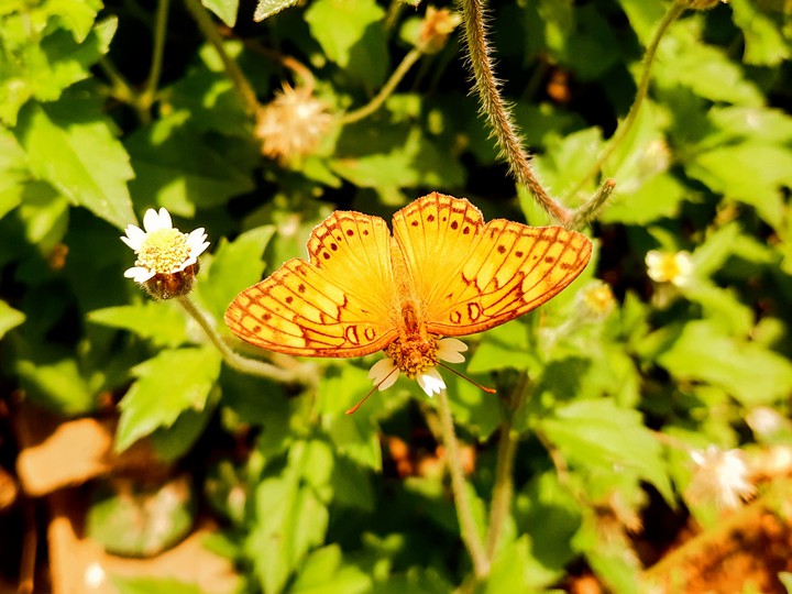 borboleta