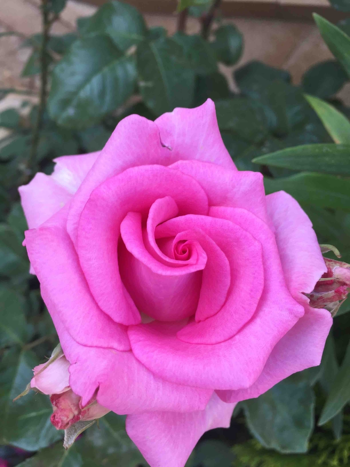 Glad rose