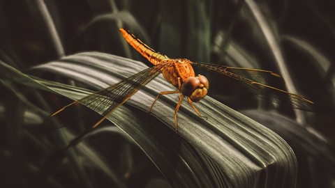 dragonfly