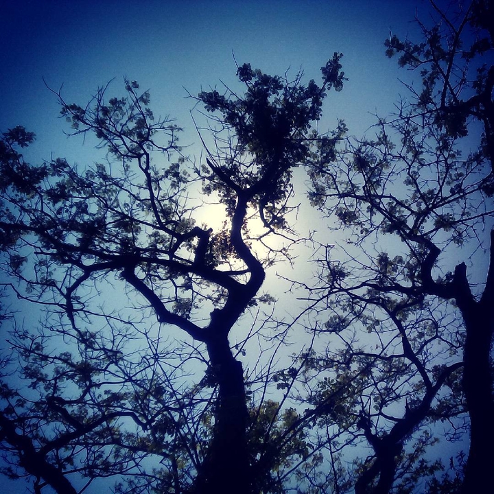 A moonlit night