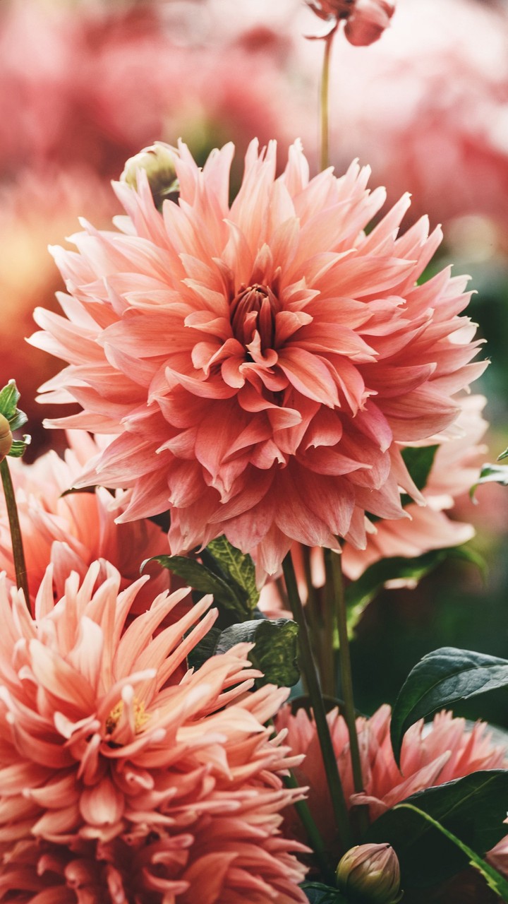pink flowers