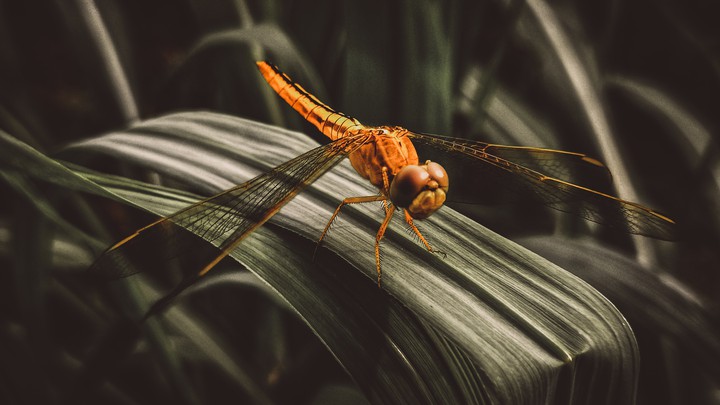 dragonfly