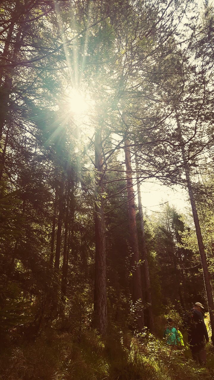 luci nel bosco
