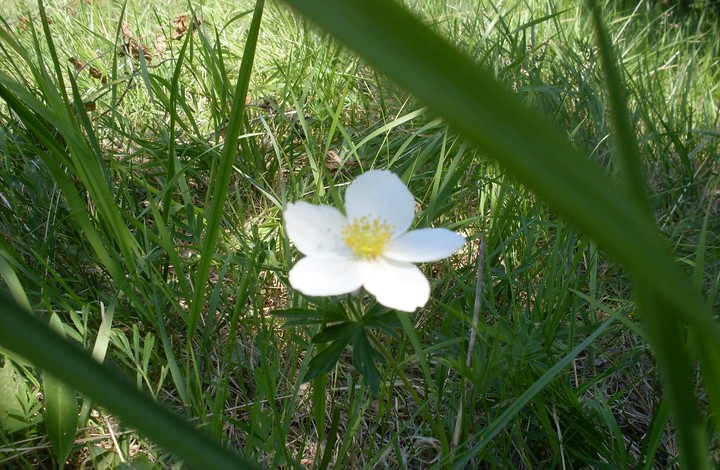 little flower