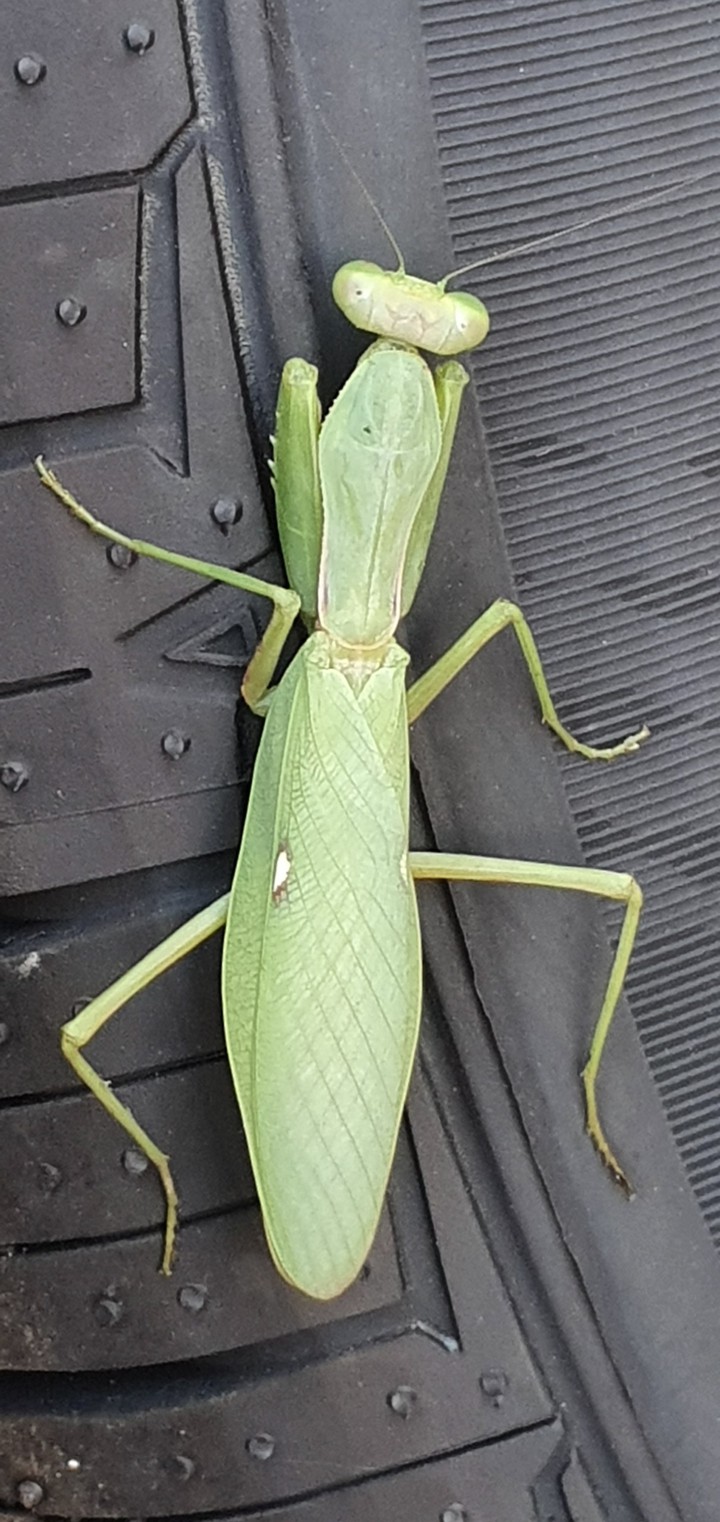 Grasshopper