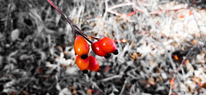 Red nature