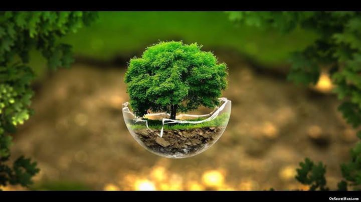 tree