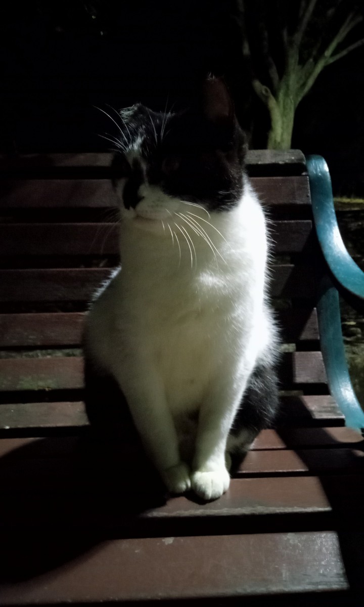 the cat on the park bench
