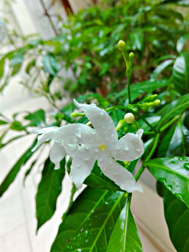 White Flower/Raininy Day/Maldives