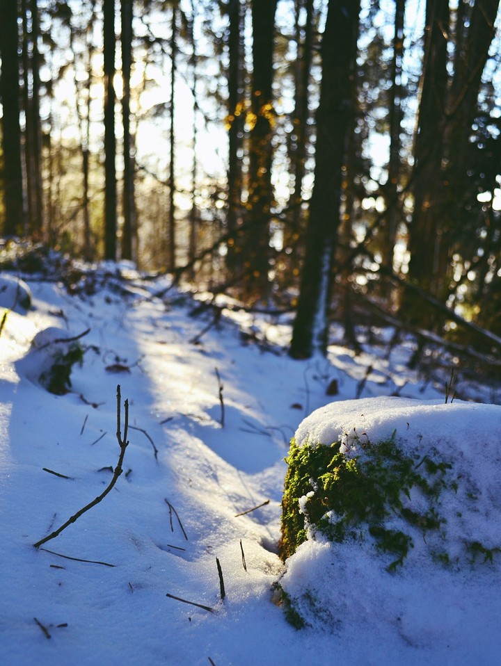 Forest