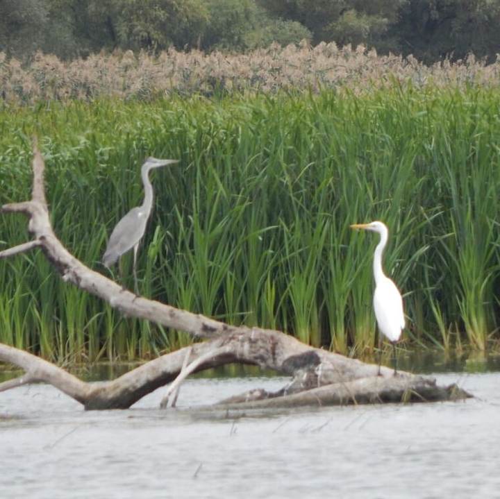 White Heron with a cub
