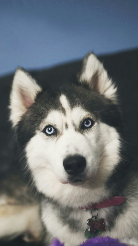 dogi