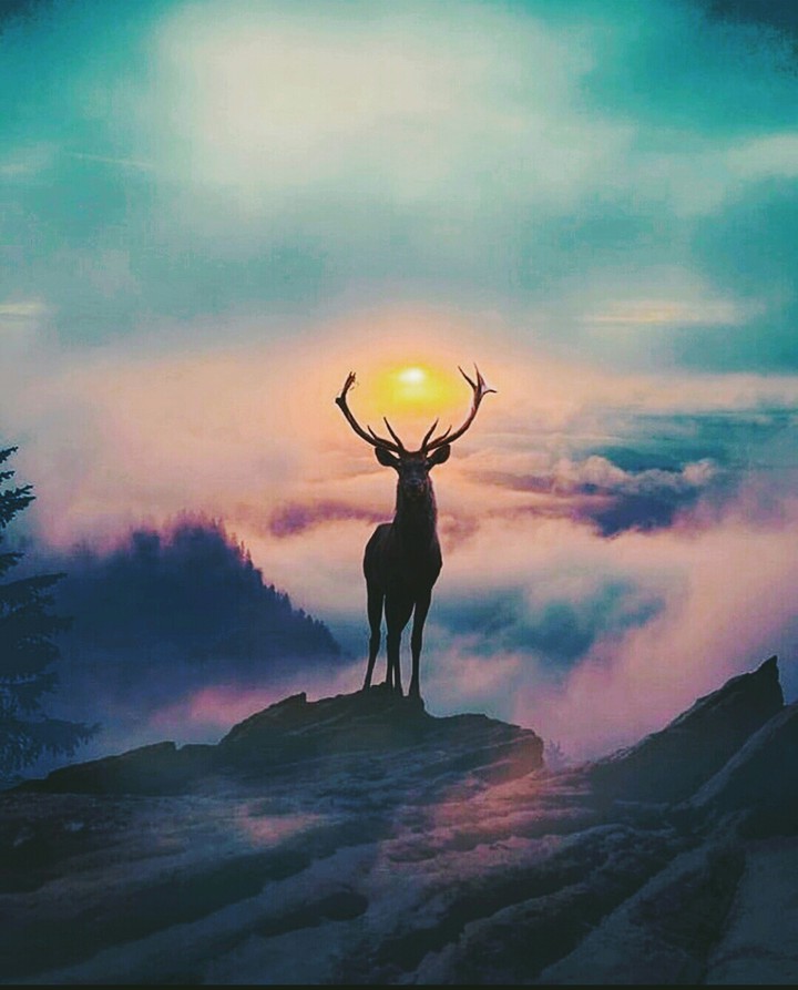 Deer