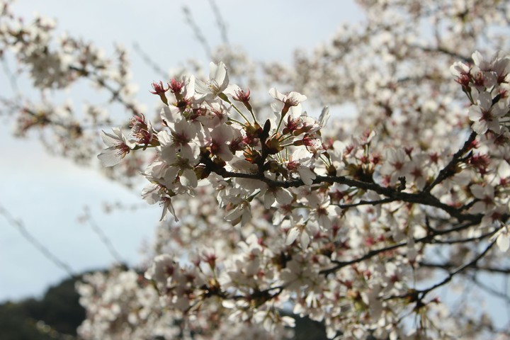 벚꽃