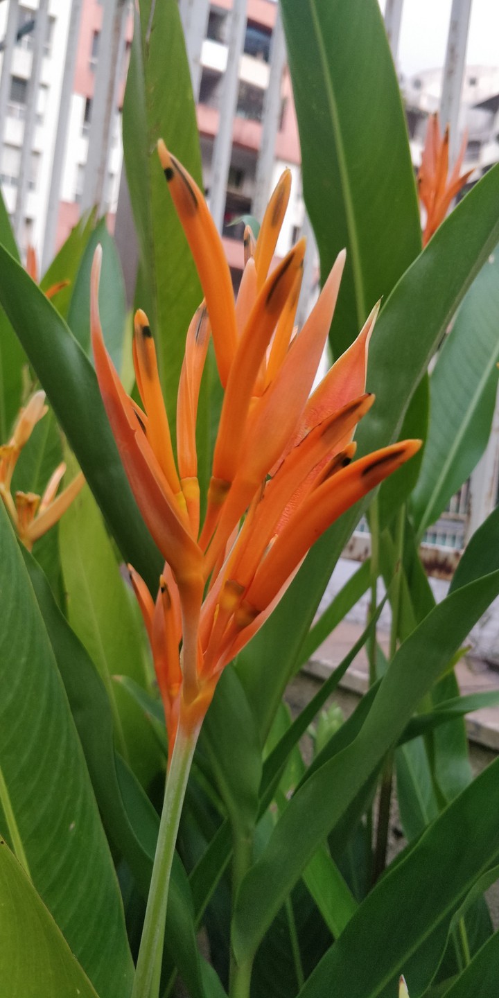 Bird of paradise flower