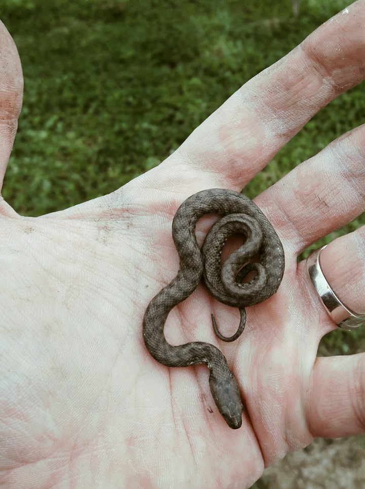 snake