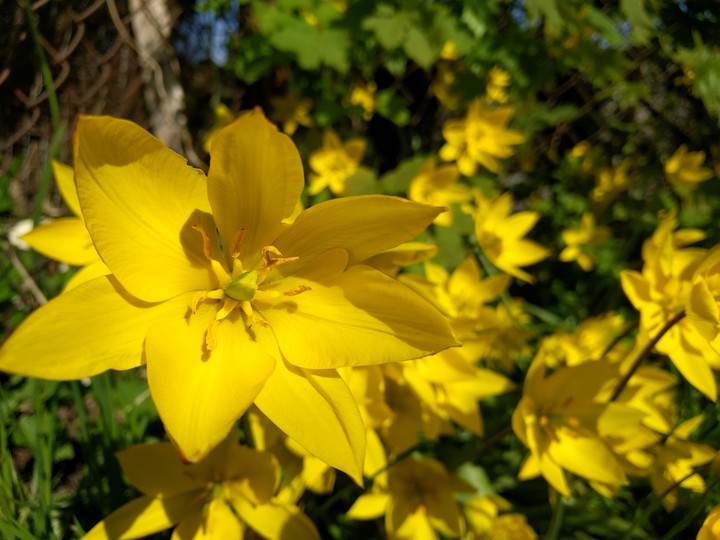 wild tulips