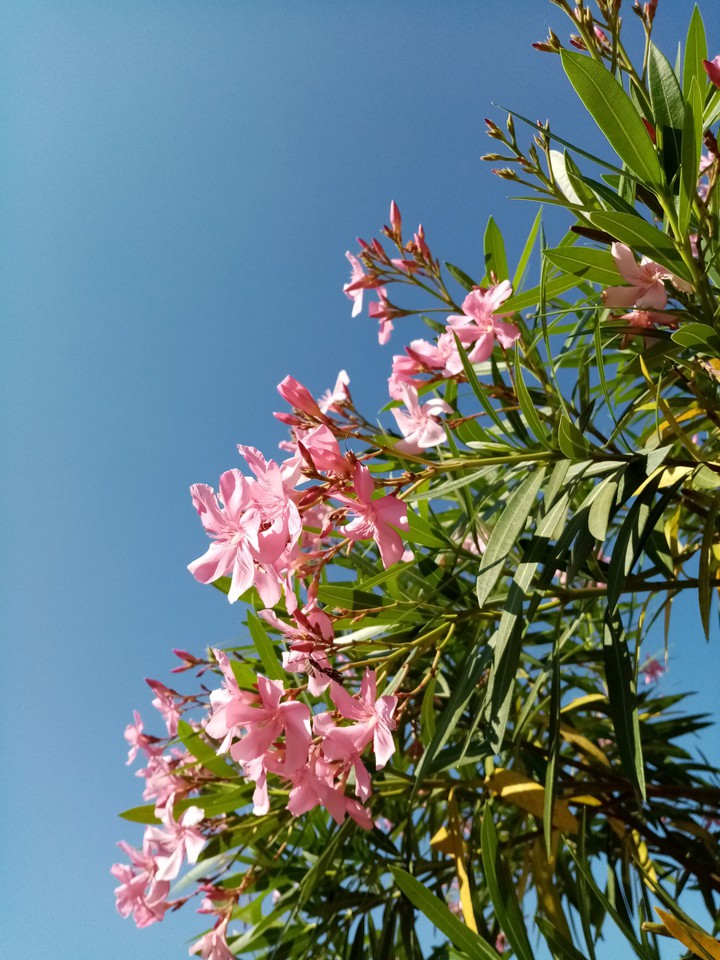 Rosa y contraste