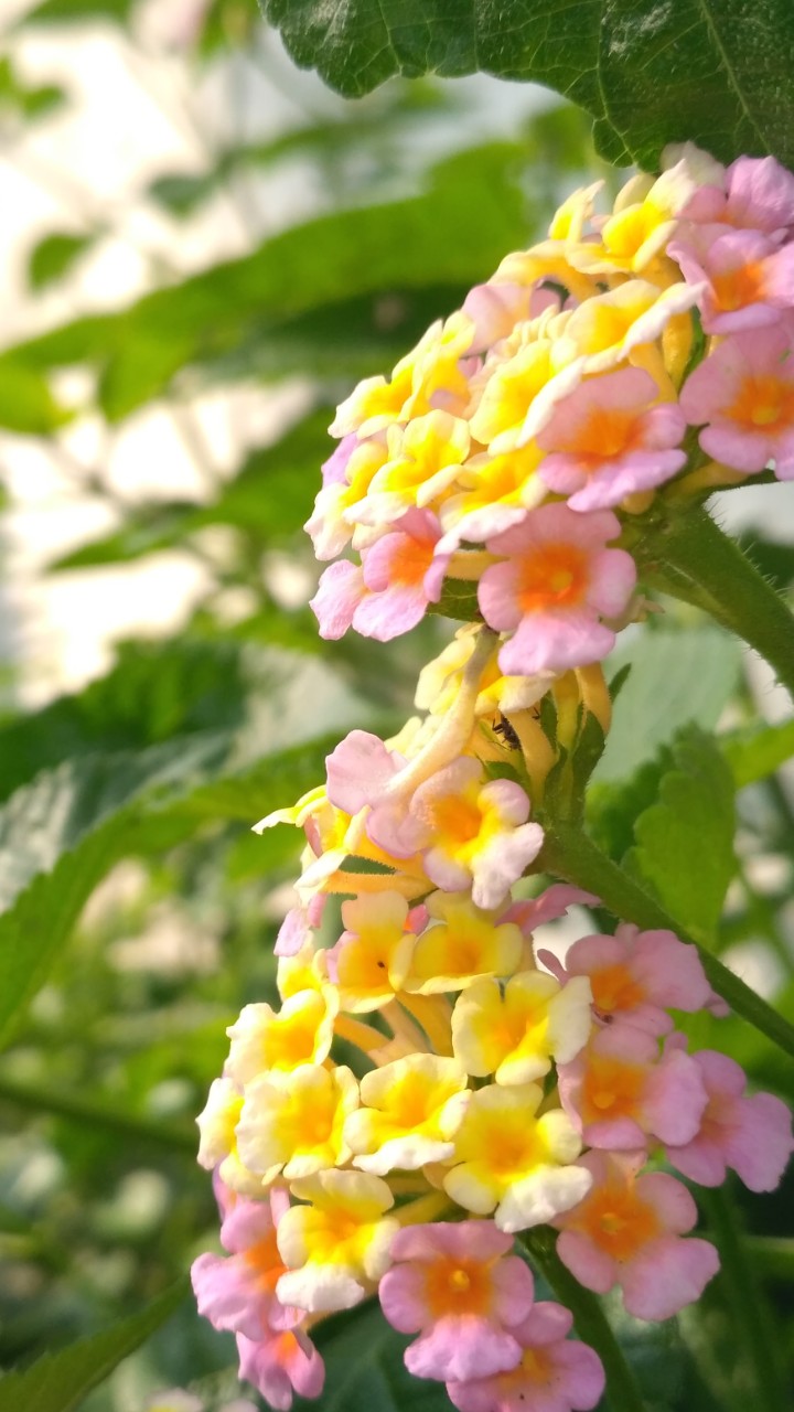 beautiful flower