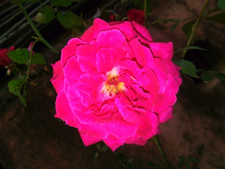 rose..???