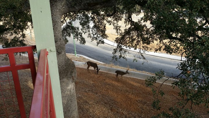 FAMILY OF DEER