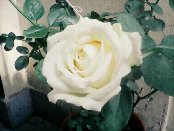 White Rose for FRIENDSHIP...