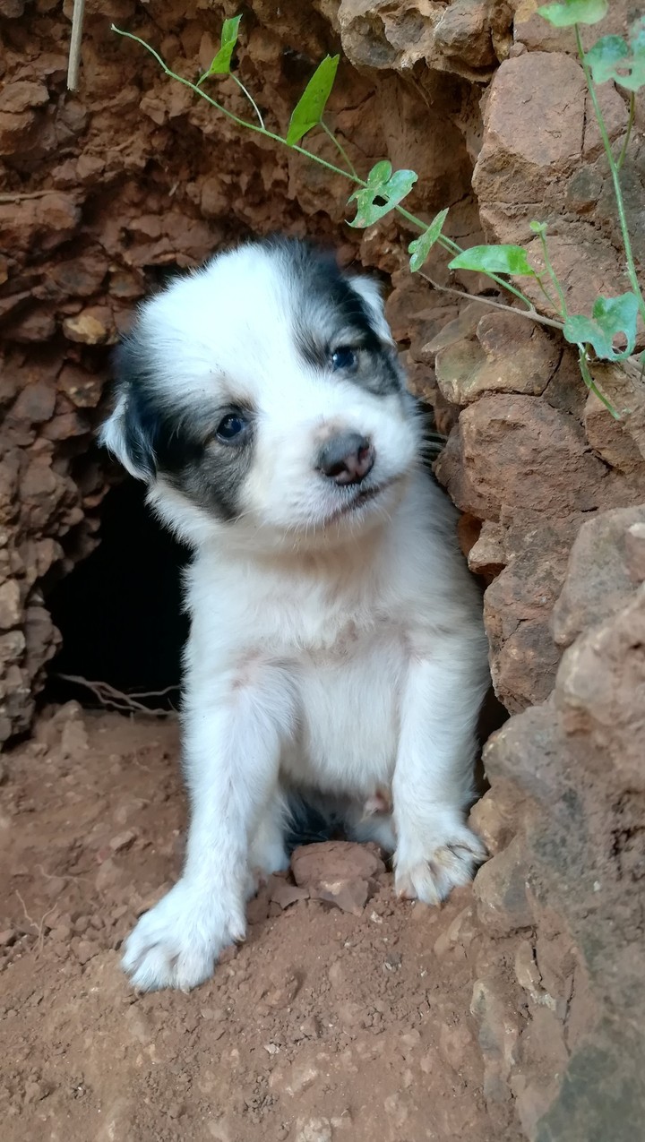 Puppy