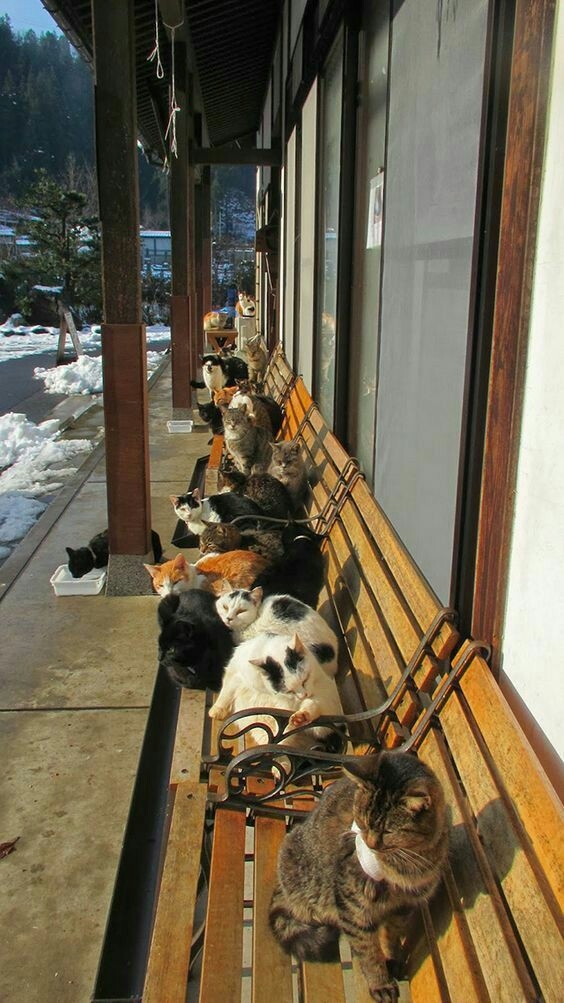 Cat sunbathing