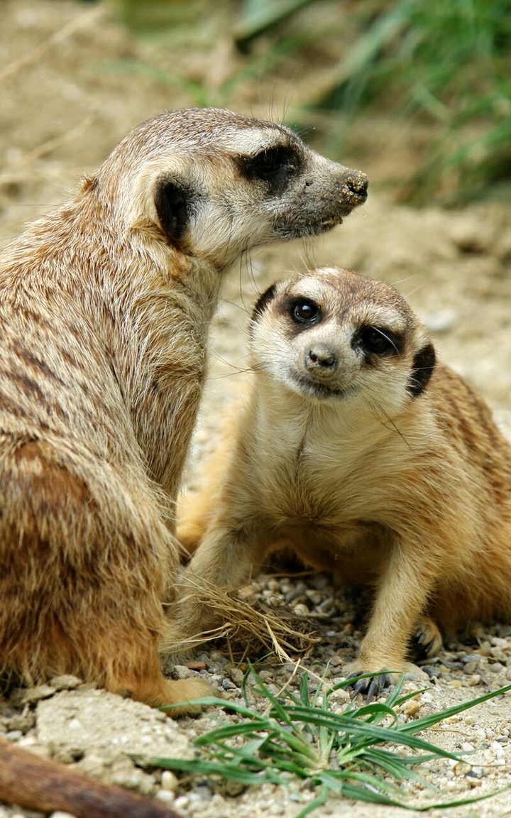The two