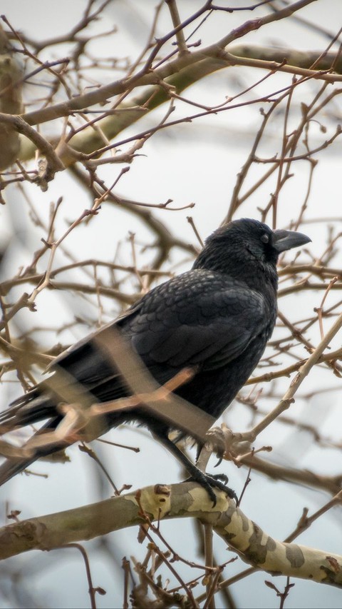 beak, crow wallpapers