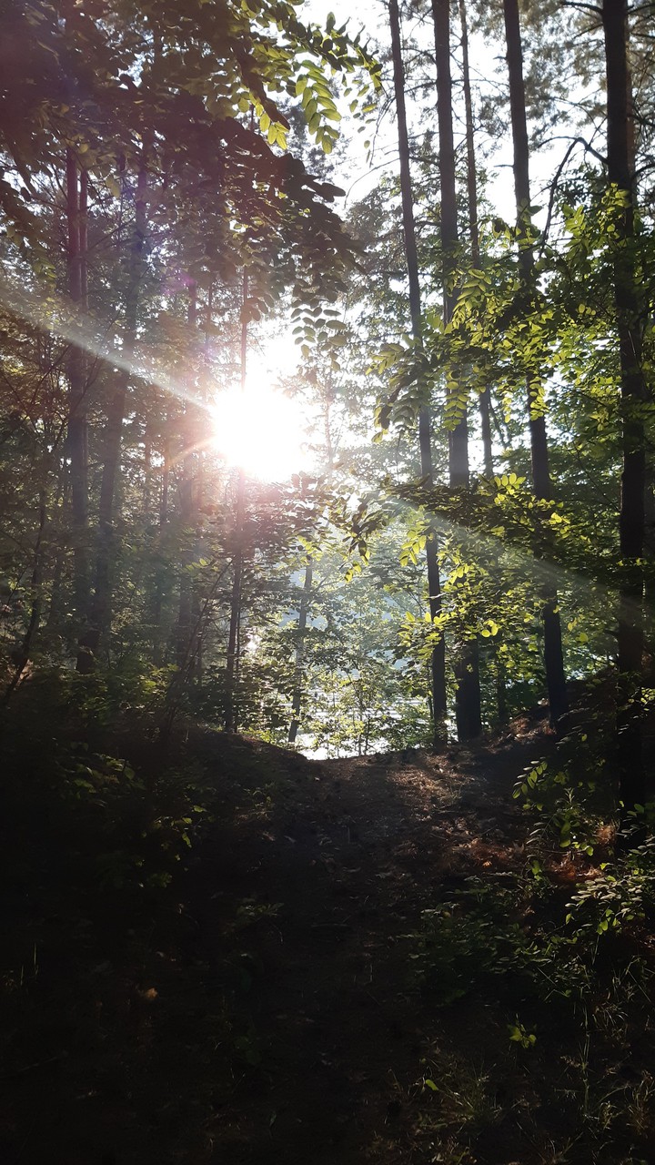 forest